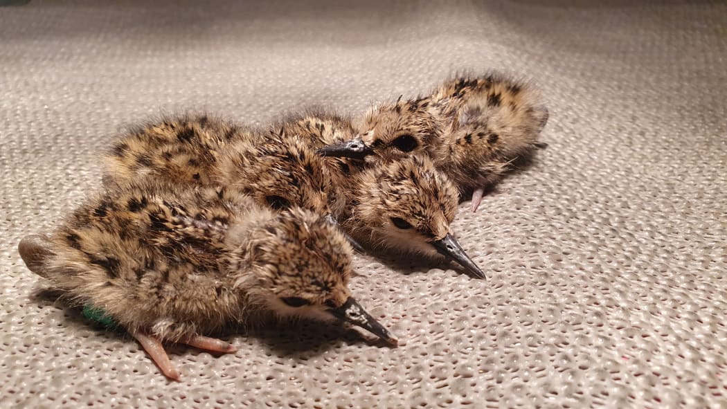 Kakī chicks hatched on December 23