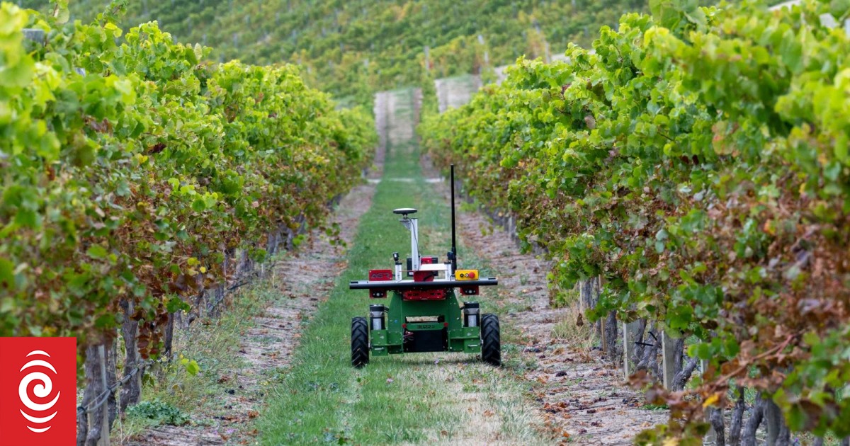 AI takes on human for wine disease-spotting supremacy - Vimarsana News