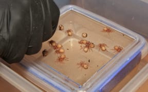 The new tarantula babies at Wellington Zoo.