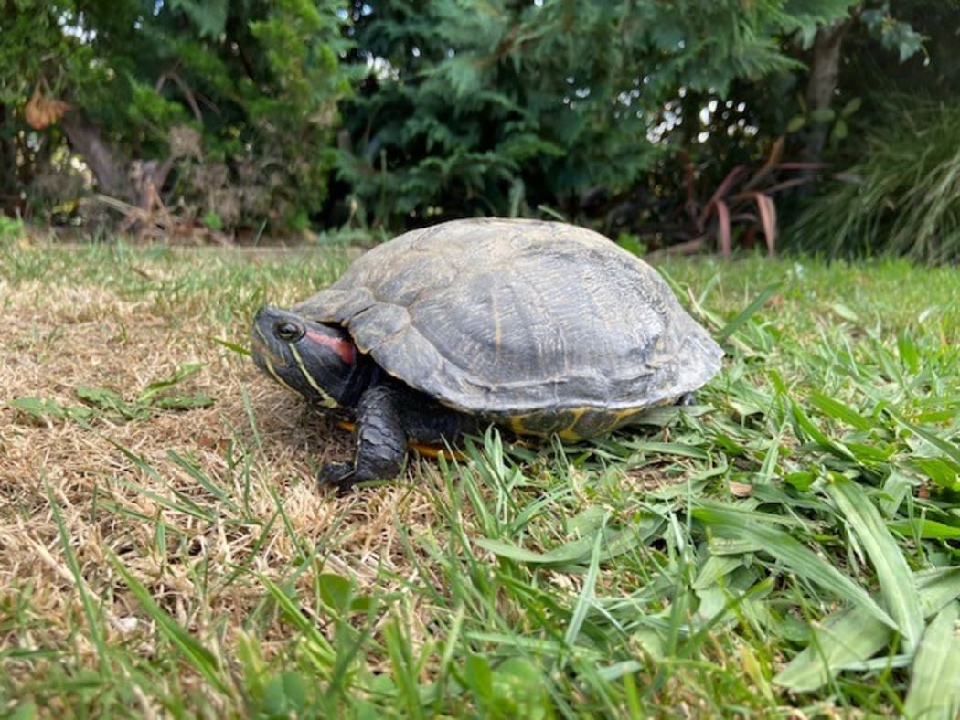 Murtle the turtle was missing for seven years after going walkabouts from her Whatawhata home.