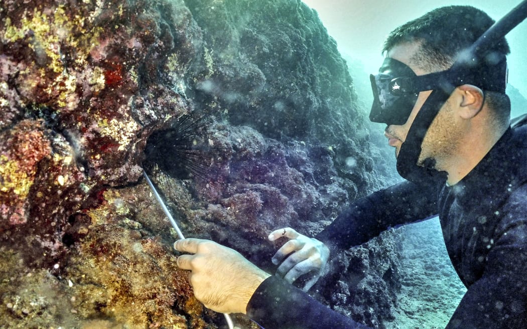 A free diver removes a long-spined sea urchin from its hole off the shore of Lebanon's northern coastal city of Batroun on January 6, 2024. A parasite was found to be responsible for the massive death of long-spined sea urchins in the Red Sea's Gulf of Aqaba and off Oman during the start of summer 2023, and was suspected to spread to the Eastern Mediterranean thus wiping out all long-spined Diadema sea urchins which feed on algae and protect coral reefs from outgrowing algal blooms. (Photo by Ibrahim CHALHOUB / AFP)