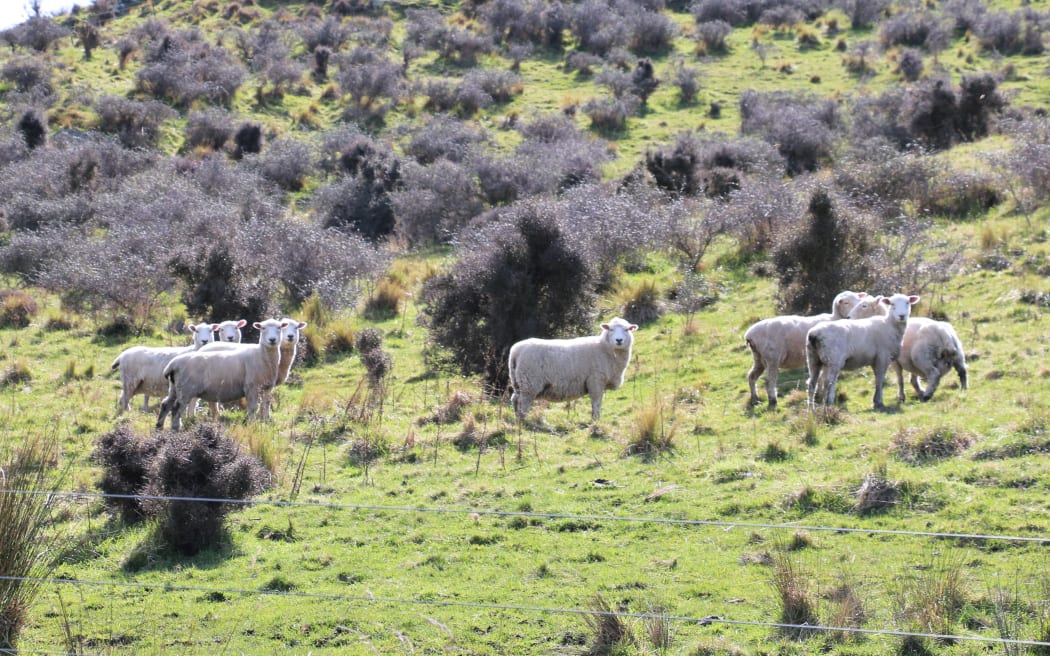 Ewes at Kiaora Downs