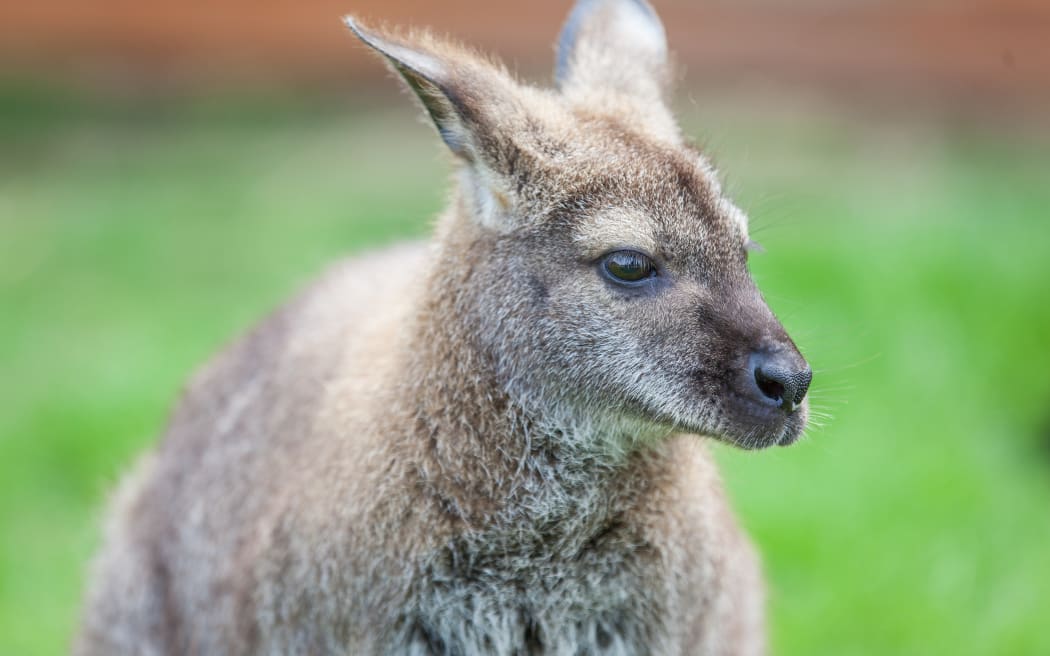 A wallaby.