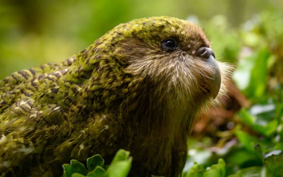 Stella-2-B is a juvenile from the bumper 2019 kakapo breeding season.