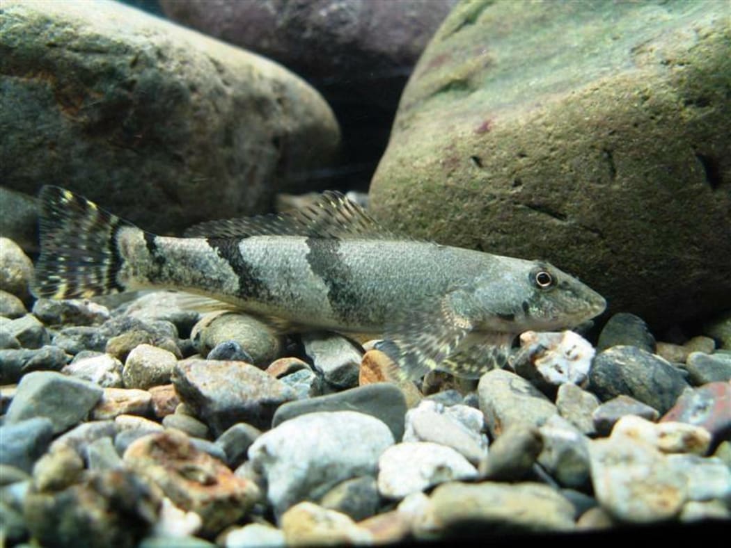 Sir Johann Franz Julius von Haast (he of Haast Pass) described and named the torrentfish in 1873. Stella McQueen is on the show to talk about them - just after 8pm.