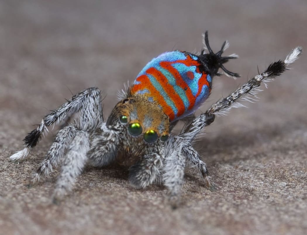 Maratus Jactatus, also known as 'Sparklemuffin'.