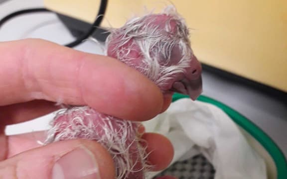 Roha-1-A is the seventh kakapo chick to hatch in the 2019 breeding season.