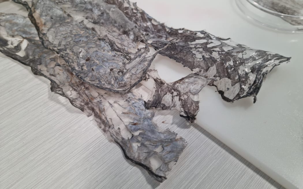 Dried hoki skins before the collagen extraction process.