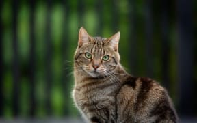 timmy the cat - spca