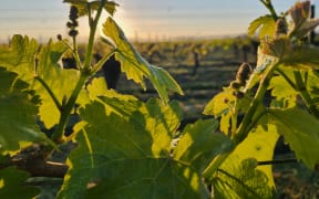 A Wairarapa vineyard in spring.