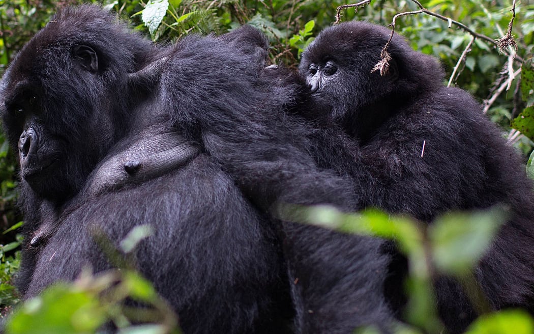 Male mountain Gorillas, members of the Agashya family, are pictured in the Sabyinyo Mountains of Rwanda on December 27, 2014.