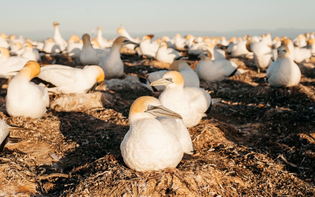 Gannets on nests in the Hawke's Bay.