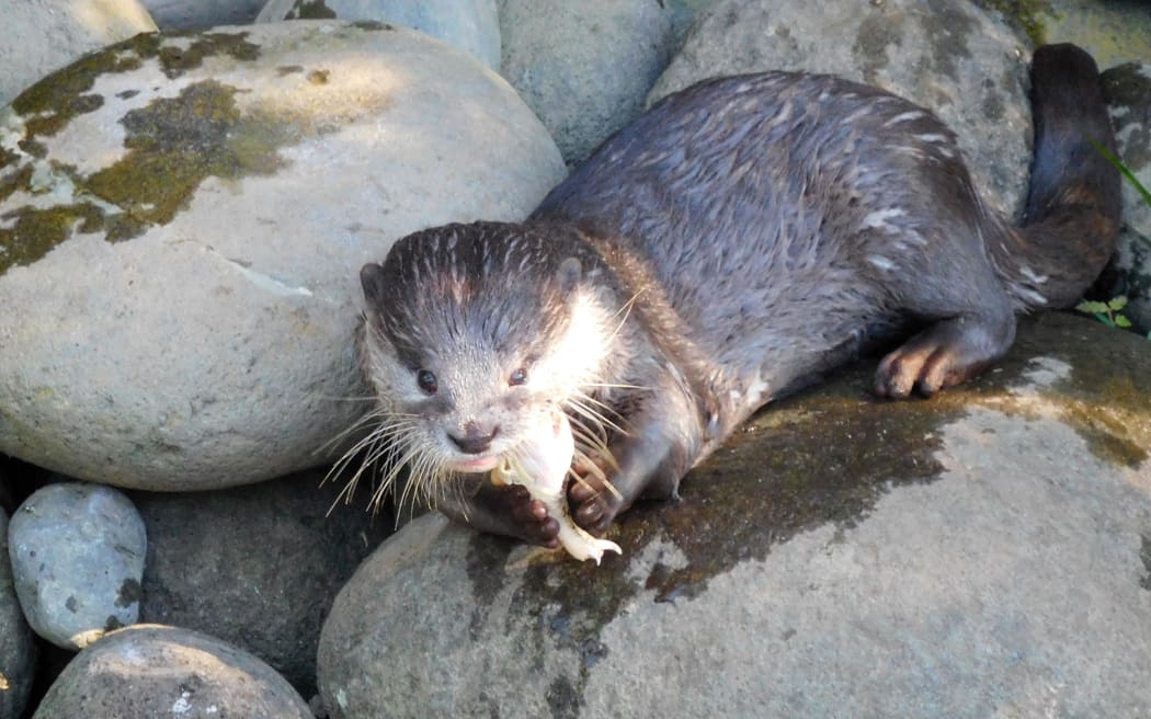One of Brooklands Zoo's otters seen eating fish in March 2022.