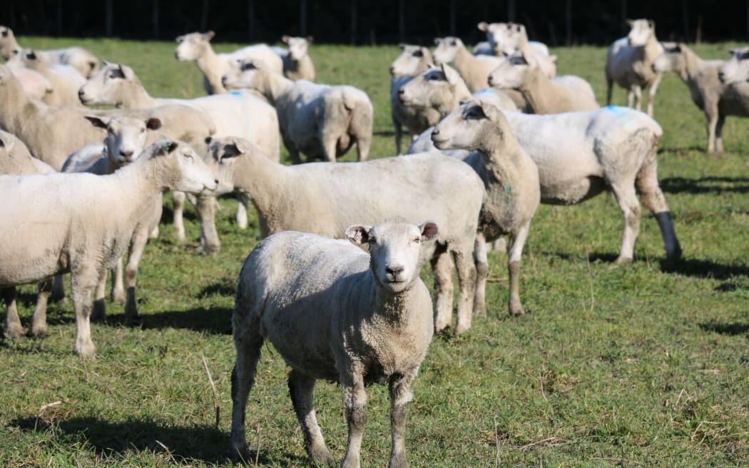 A Year on the Farm Country Life series with Alistair & Genna Bird