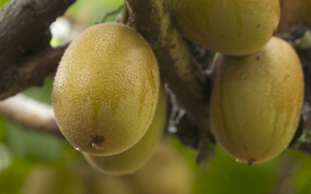 Zespri organic green kiwifruit sold in Illinois voluntarily recalled, News