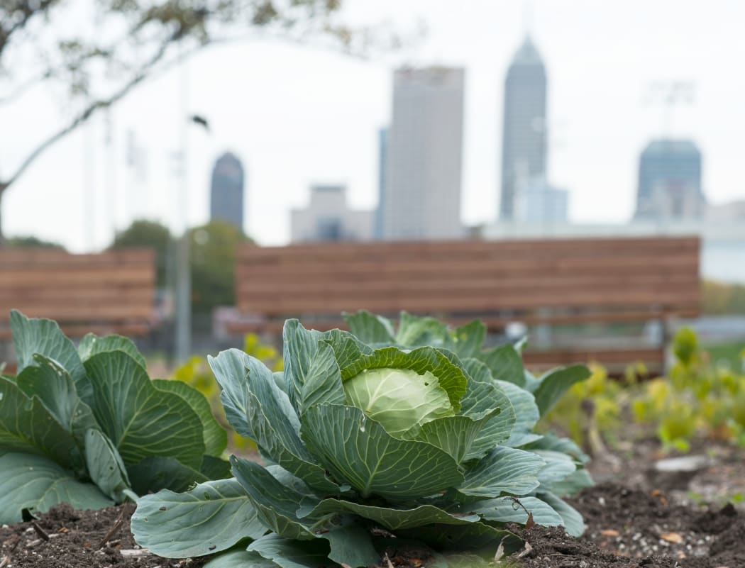 New York Street IUPUI campus garden, Tuesday, October 22, 2013.