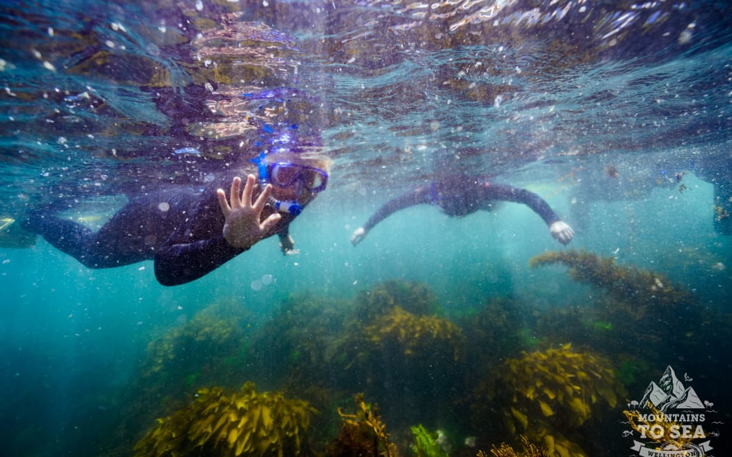 Snorkeler at the community day at Taputeranga Marine Reserve. Underwater shot, the person is waving at the camera.