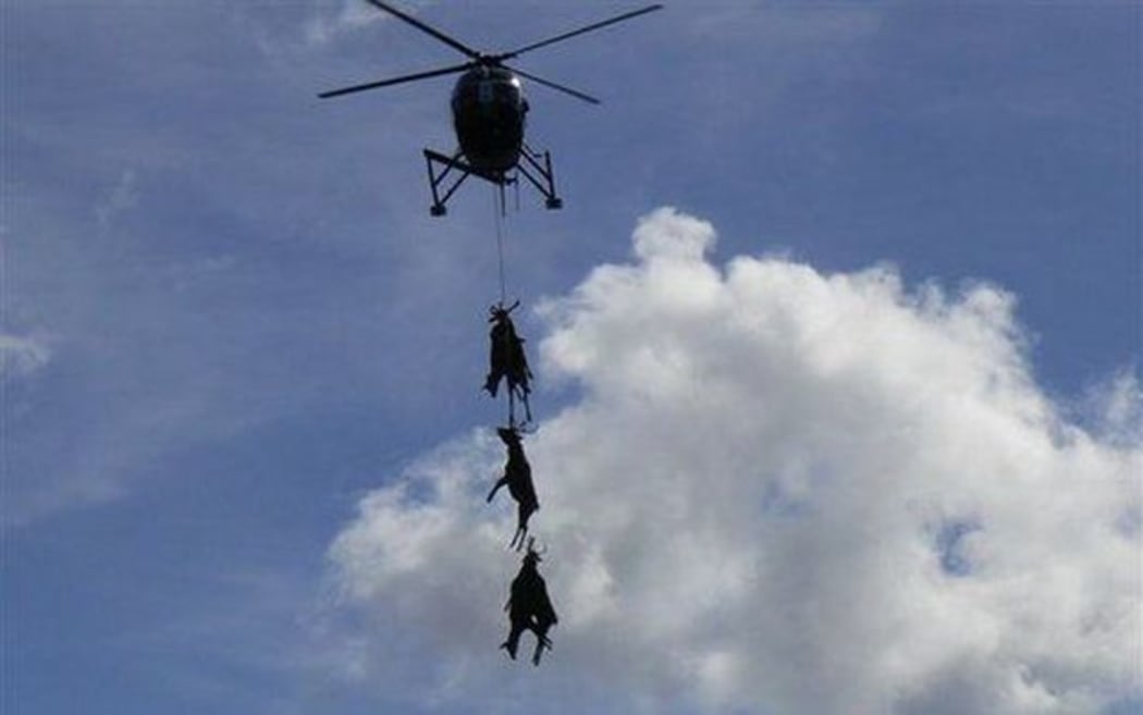 Deer culling in Fiordland National Park.