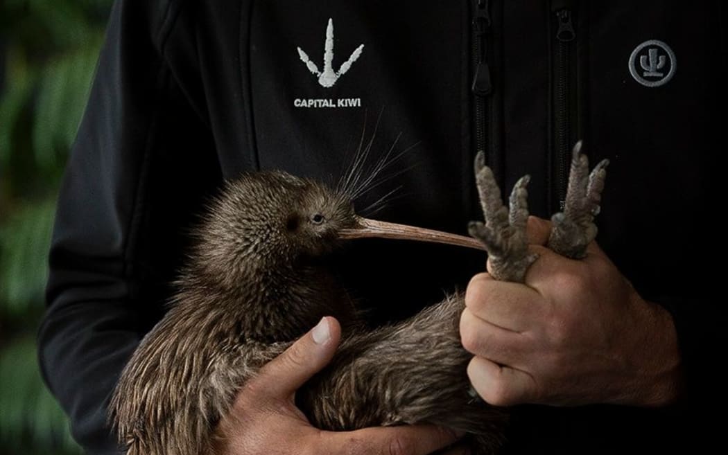 Capital Kiwi’s Pete Kirkman with Tangaroa (a young tāne)
