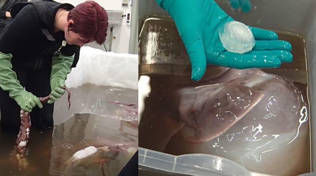 Kat Bolstad inspects one of the colossal squid's eight arms to count the suckers and hooks (left), and holds half of the lens of one eye: the entire eye, which is larger than a human head, is in the tank below (right).