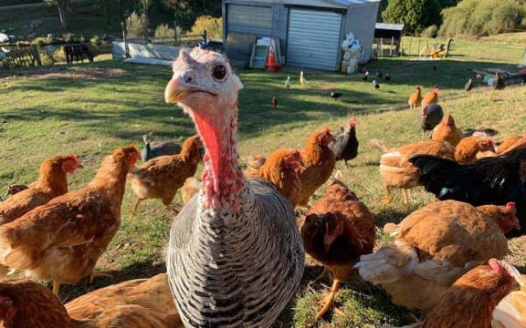 Some of the animals at the Takiwatanga Sanctuary