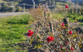 These red blooms line the flood-damaged properties along State Highway 5 through Esk Valley.