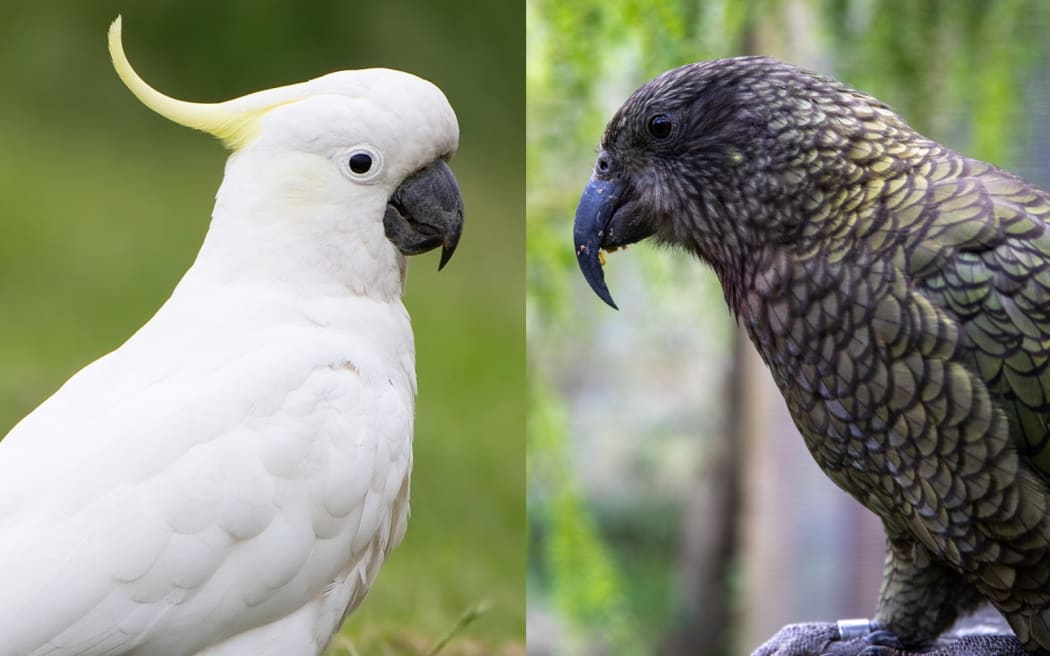 Composite image of a cockatoo and a kea.