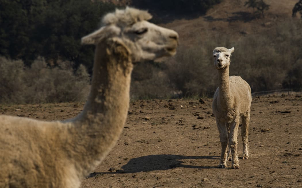 Alpacas roam a dirt field at a farm along Chalk Hill Road in Windsor, California on October 28, 2019. Cases of bird flu have been detected in alpacas at a US farm, authorities said on May 28, 2024, as the disease spreads widely among dairy cattle and has infected two humans. (Photo by Philip Pacheco / AFP)