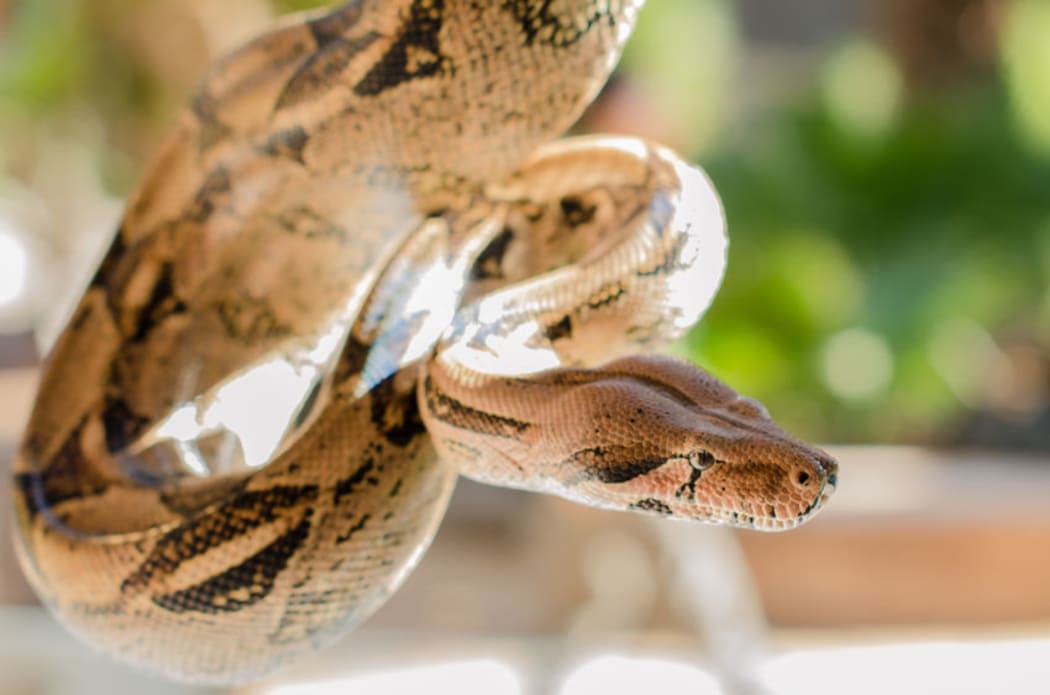 boa constrictor