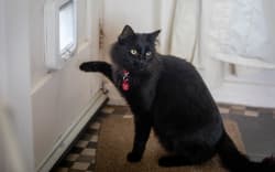 owner Bibi and Azuki Bean the cat