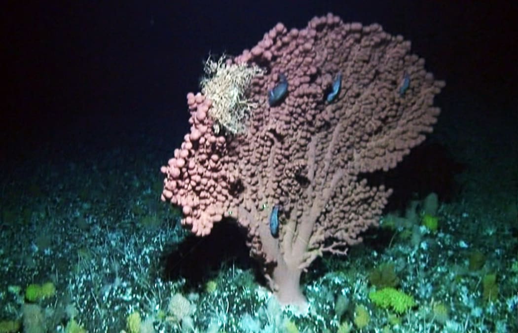 Bubblegum Coral