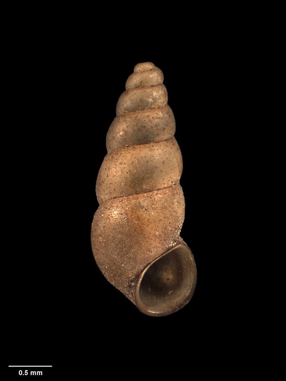 Potamopyrgus oppidanus, a roughly 3mm snail discovered in Wellington in 2003.