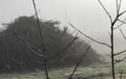 Affected plants seized by MPI