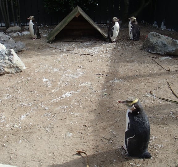 Four penguins standing around on dirt floor in a large enclosure
