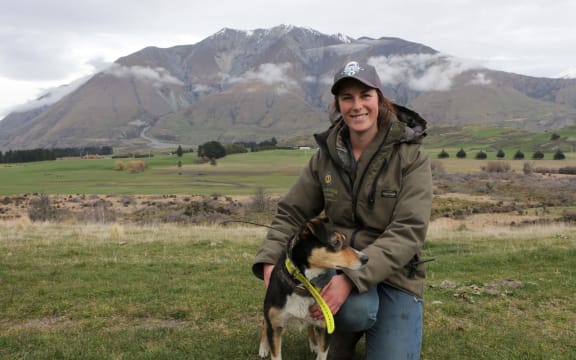 sheep dogs in ute