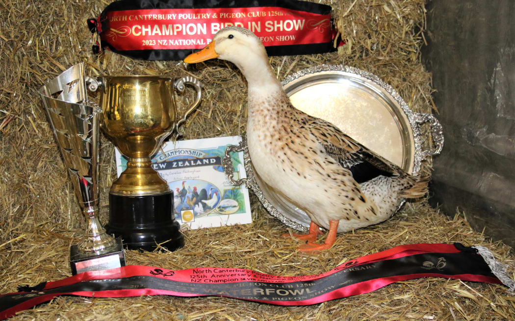 The National Poultry and Pigeon Show