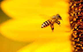 Bee happy