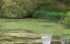 Almost still water with  floating weed and  green algae suspended throughout the water