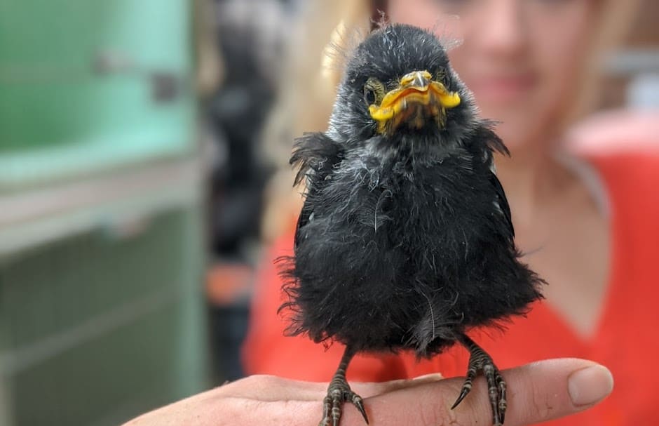 A rescued tui chick being cared for by the Wellington Bird Rehabilitation Trust.