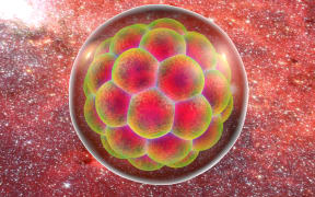 Illustration of a human multi-cellular embryo.