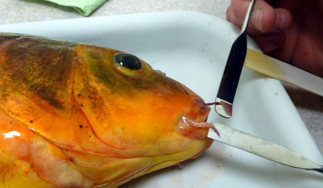Koi carp - a major risk for Northland's Kai Iwi Lakes.