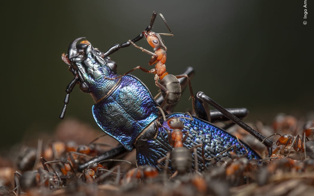 Red wood ants dismembering a blue ground beetle into small pieces to fit through the entrance to their nest