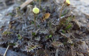 Leptinella filiformis in bud