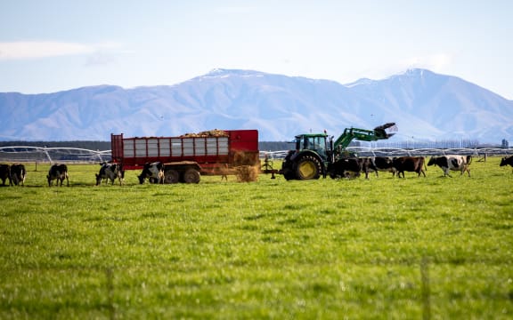 Canterbury farmer feeding out cows