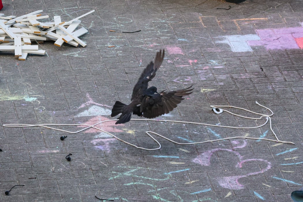 A ratty looking pigeon begins the cleanup.