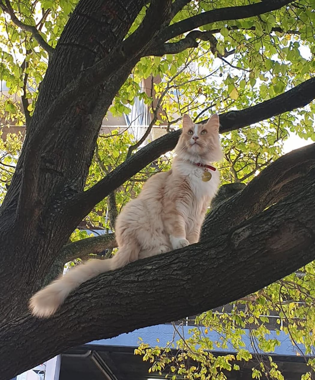 Mittens on one of his regular city forays.