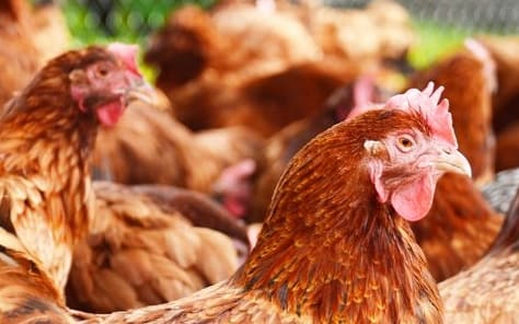 Chickens in a free-range poultry farm (file photo - country unspecified)
