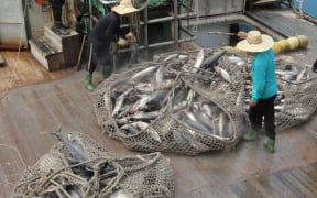 A net filled with skipjack tuna coming out of the hold of a purse seine fishing vessel anchored in the Marshall Islands as it off-loads the fish to a mothership for transfer to Asian canneries.