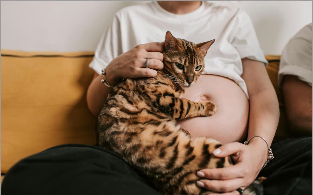 Pregnant woman holding cat