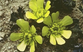 Castle Hill buttercup